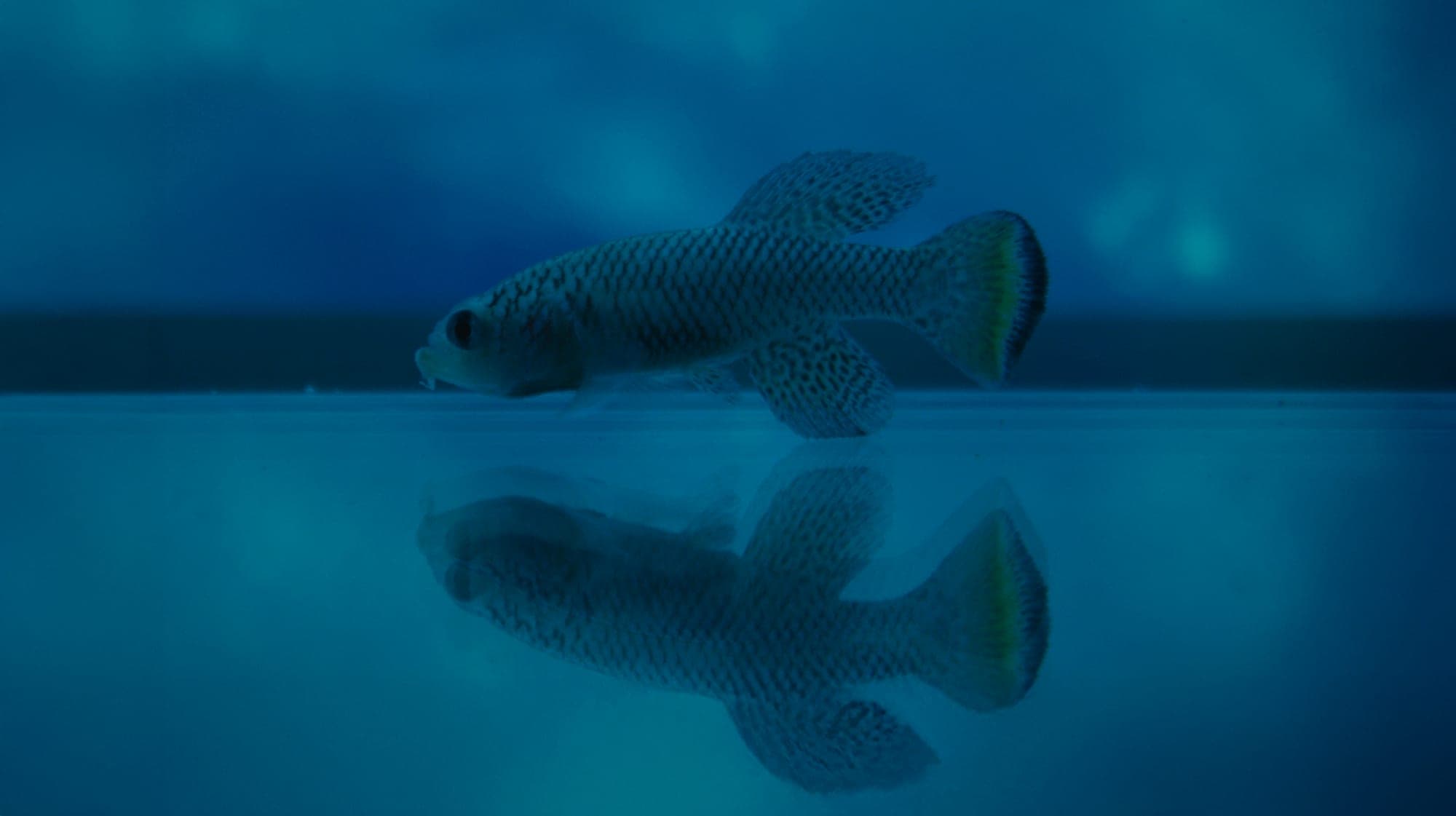 Still from LONGEVITY, the documentary co-produced by Open Longevity