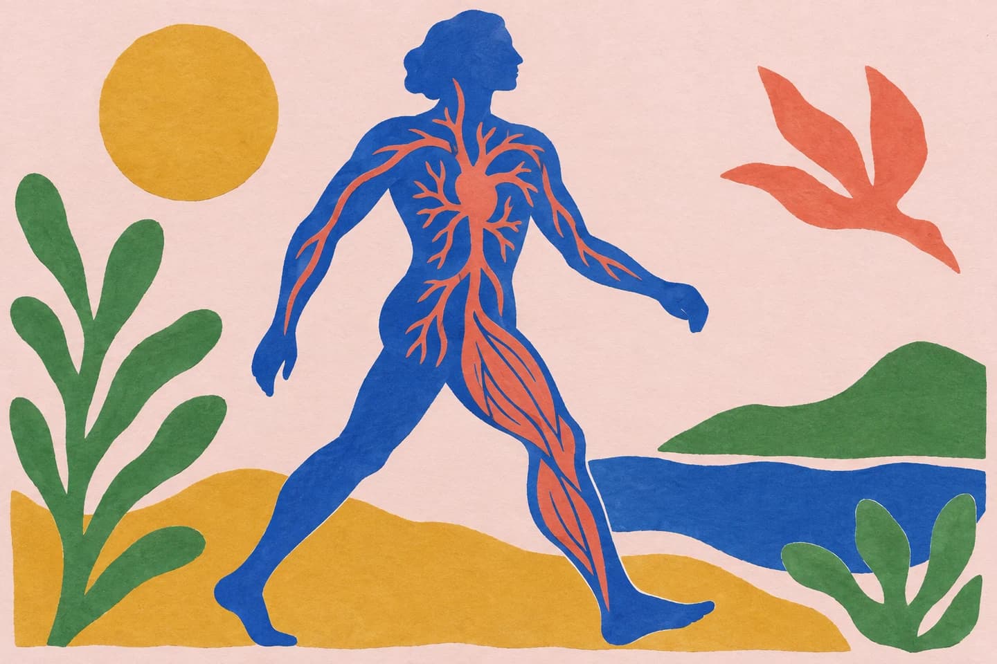 A walking human silhouette with vascular branches and muscle fibres, made from cut coloured paper.