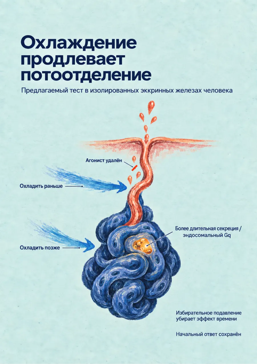 Постер: Охлаждение продлевает потоотделение
