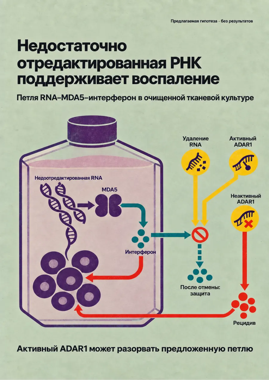 Постер: Недостаточно отредактированная РНК поддерживает воспаление