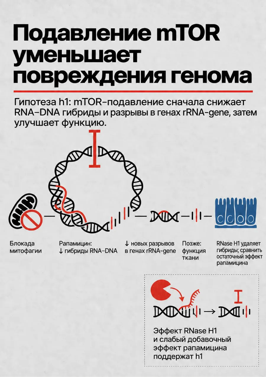 Постер: Подавление mTOR уменьшает повреждения генома