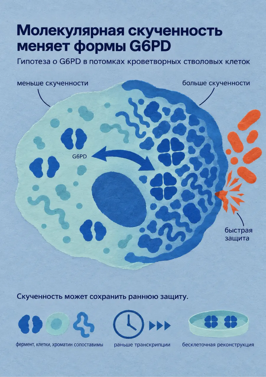 Постер: Молекулярная скученность меняет формы G6PD