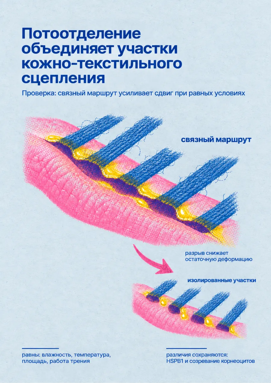 Постер: Потоотделение объединяет участки кожно-текстильного сцепления