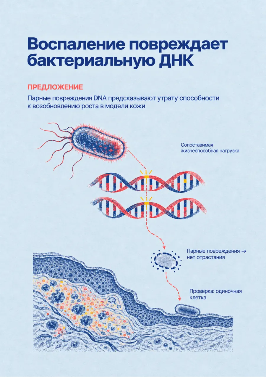 Постер: Воспаление повреждает бактериальную ДНК
