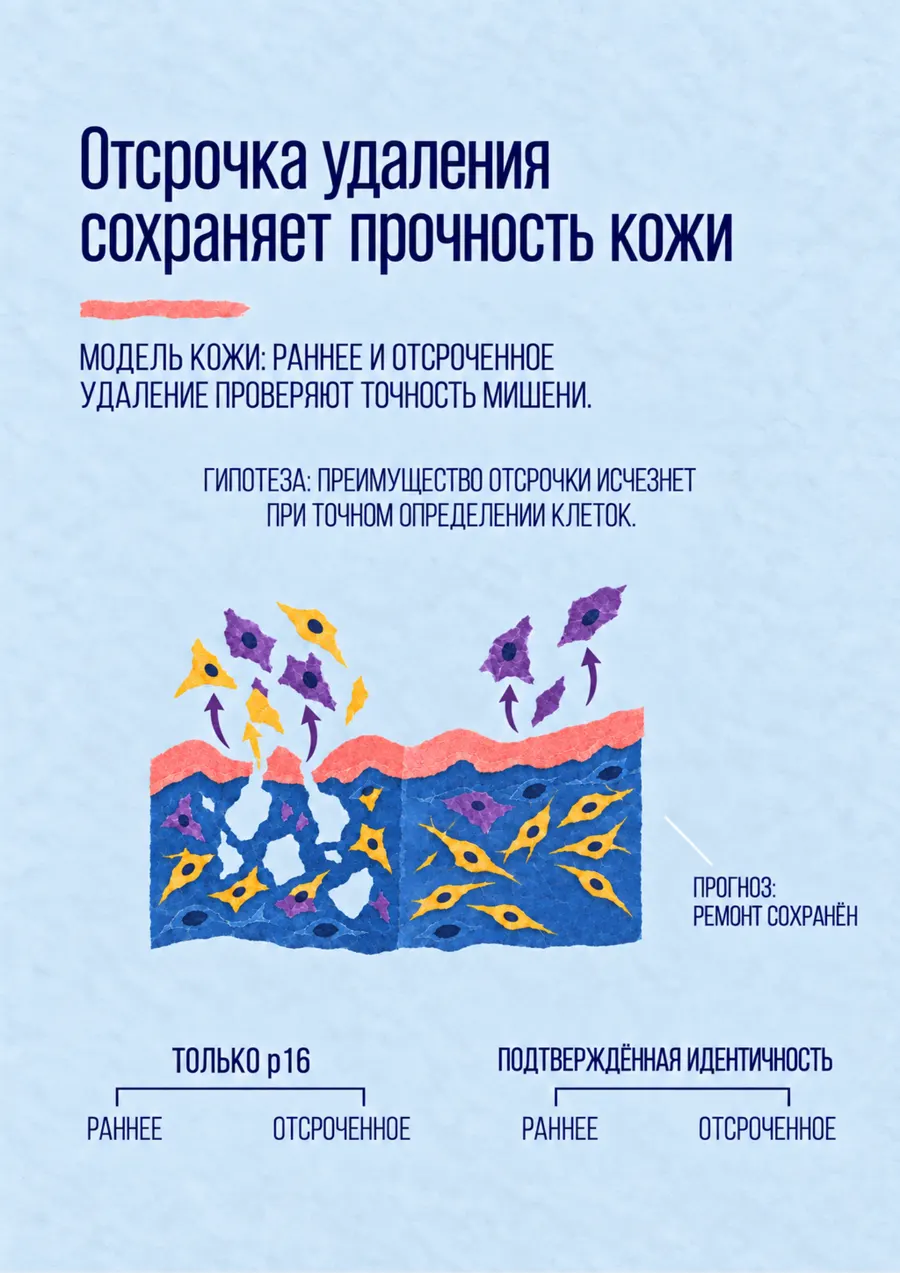 Постер: Отсрочка удаления сохраняет прочность кожи