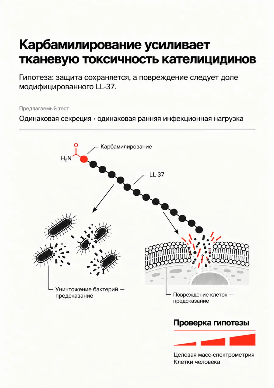 Постер: Карбамилирование усиливает тканевую токсичность кателицидинов