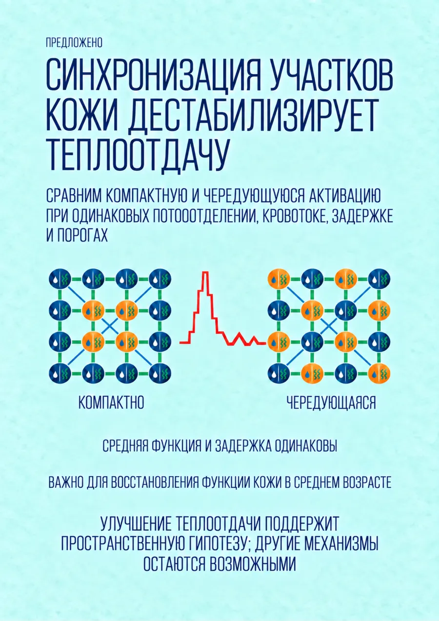 Постер: Синхронизация участков кожи дестабилизирует теплоотдачу