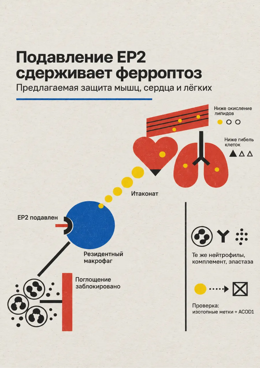 Постер: Подавление EP2 сдерживает ферроптоз