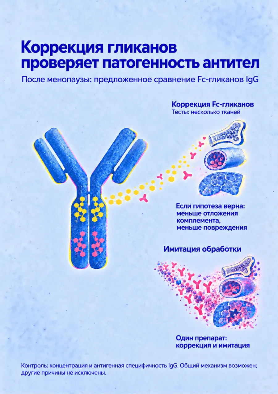 Постер: Коррекция гликанов проверяет патогенность антител