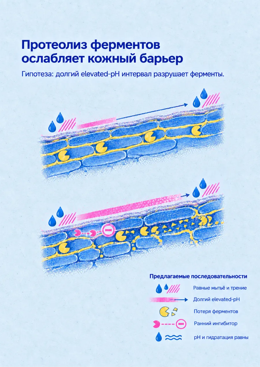 Постер: Протеолиз ферментов ослабляет кожный барьер