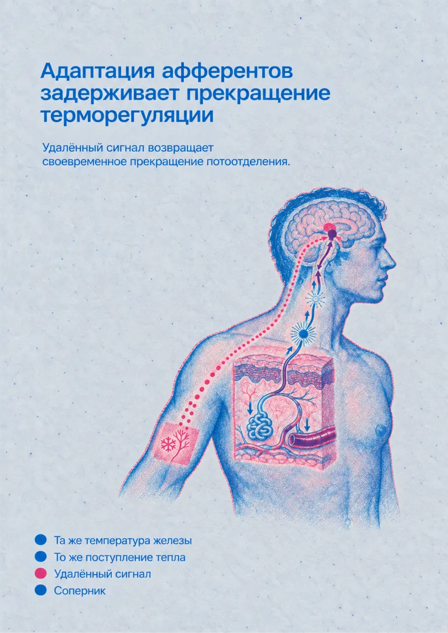 Постер: Адаптация афферентов задерживает прекращение терморегуляции