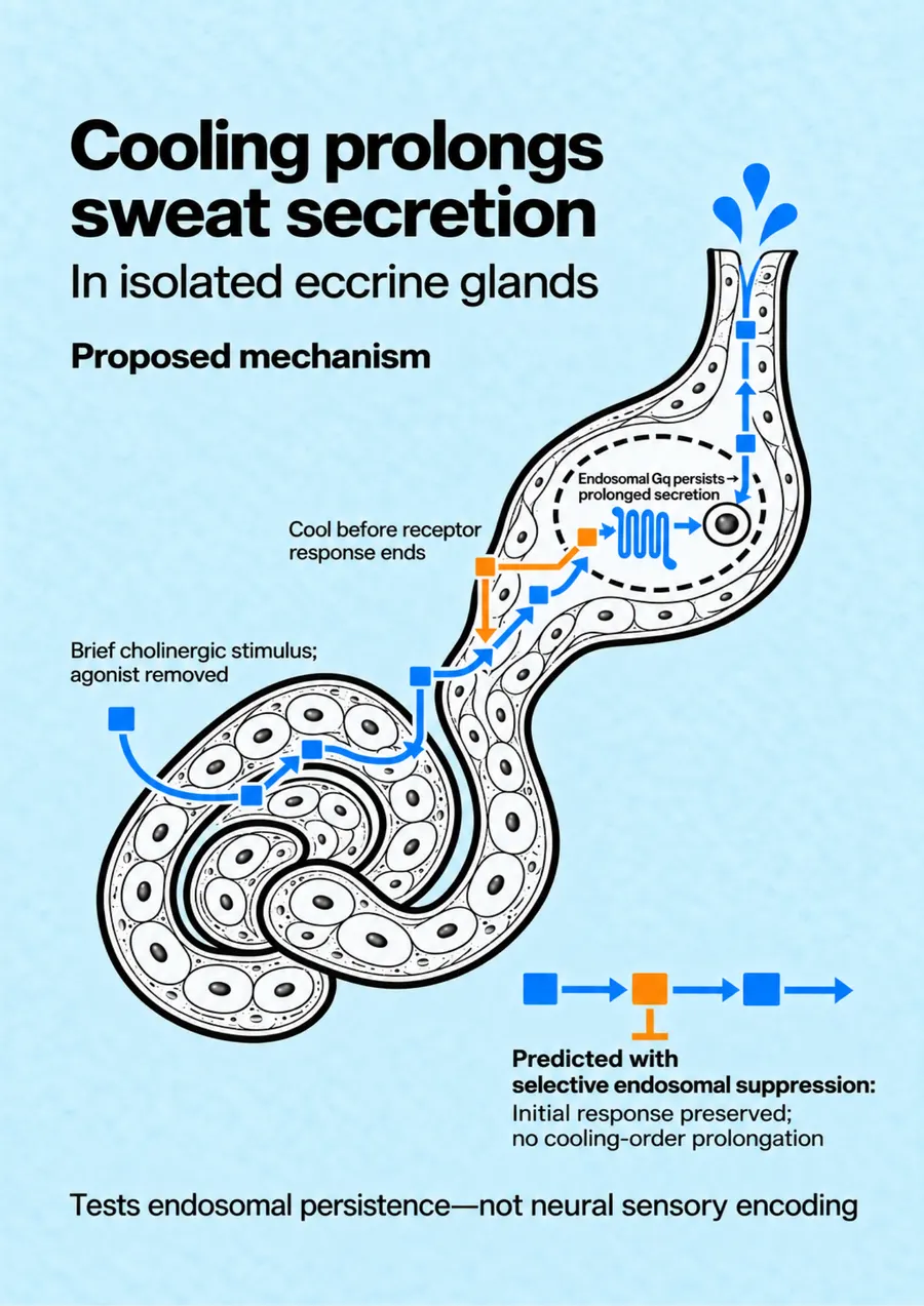 Poster: Cooling prolongs sweat secretion