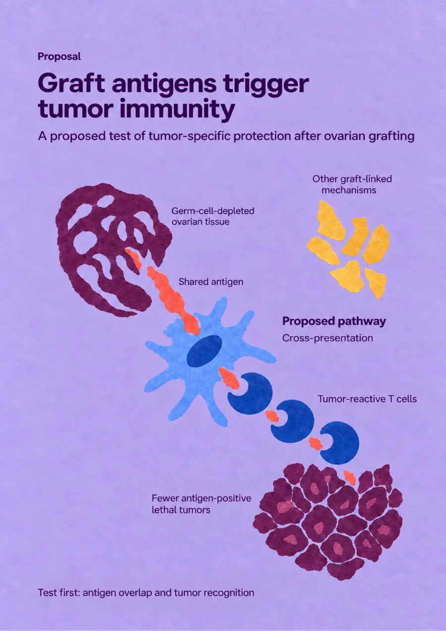 Poster: Graft antigens trigger tumor immunity