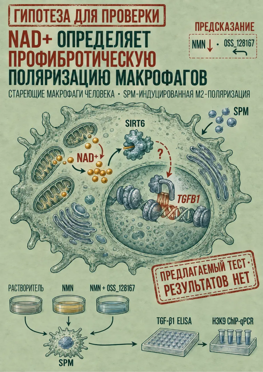 Постер: NAD+ определяет профибротическую поляризацию макрофагов