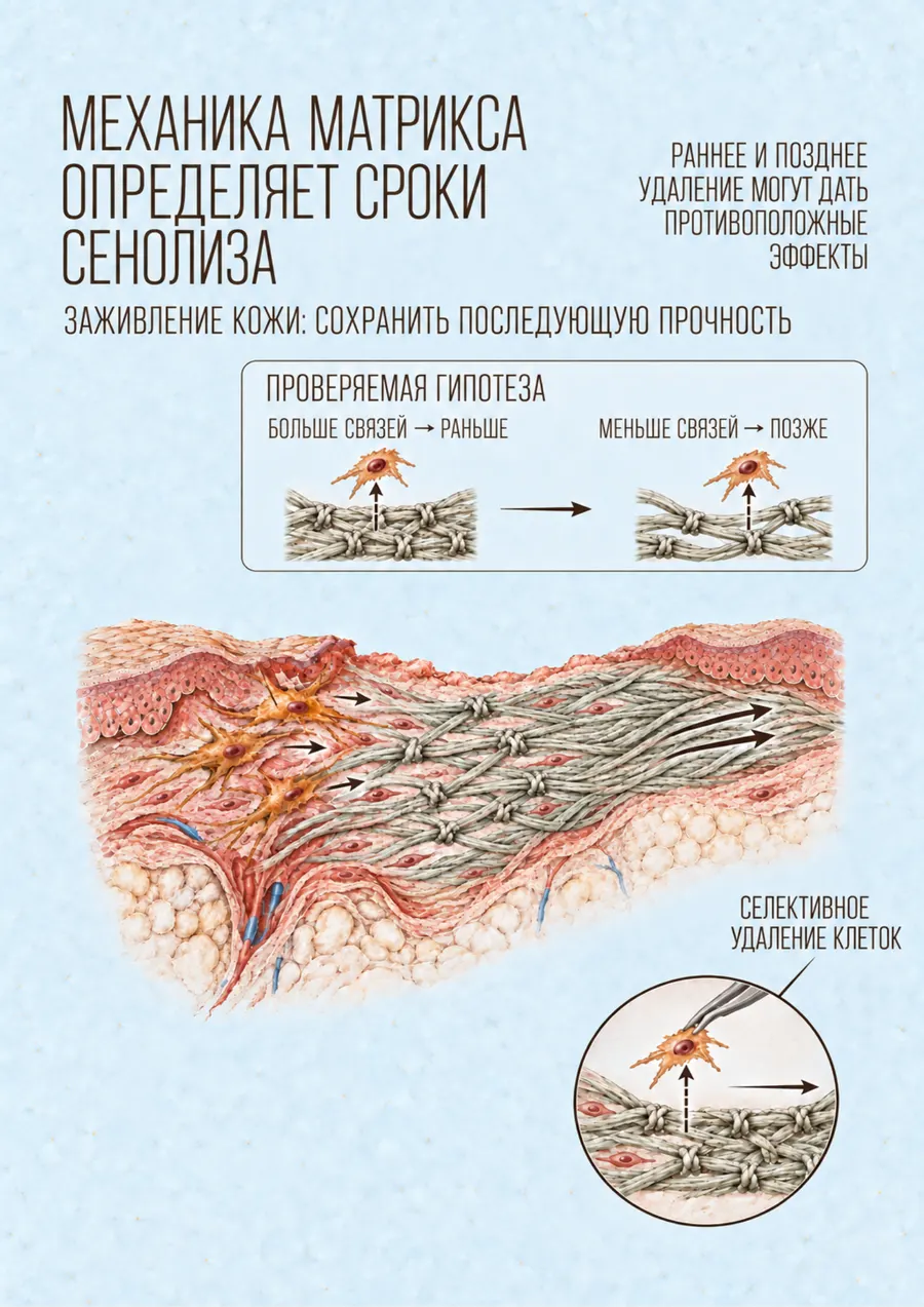 Постер: Механика матрикса определяет сроки сенолиза