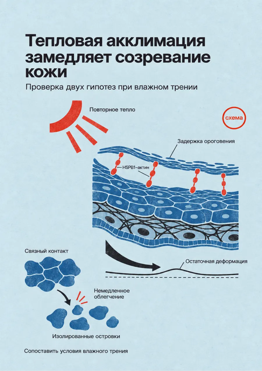 Постер: Тепловая акклимация замедляет созревание кожи