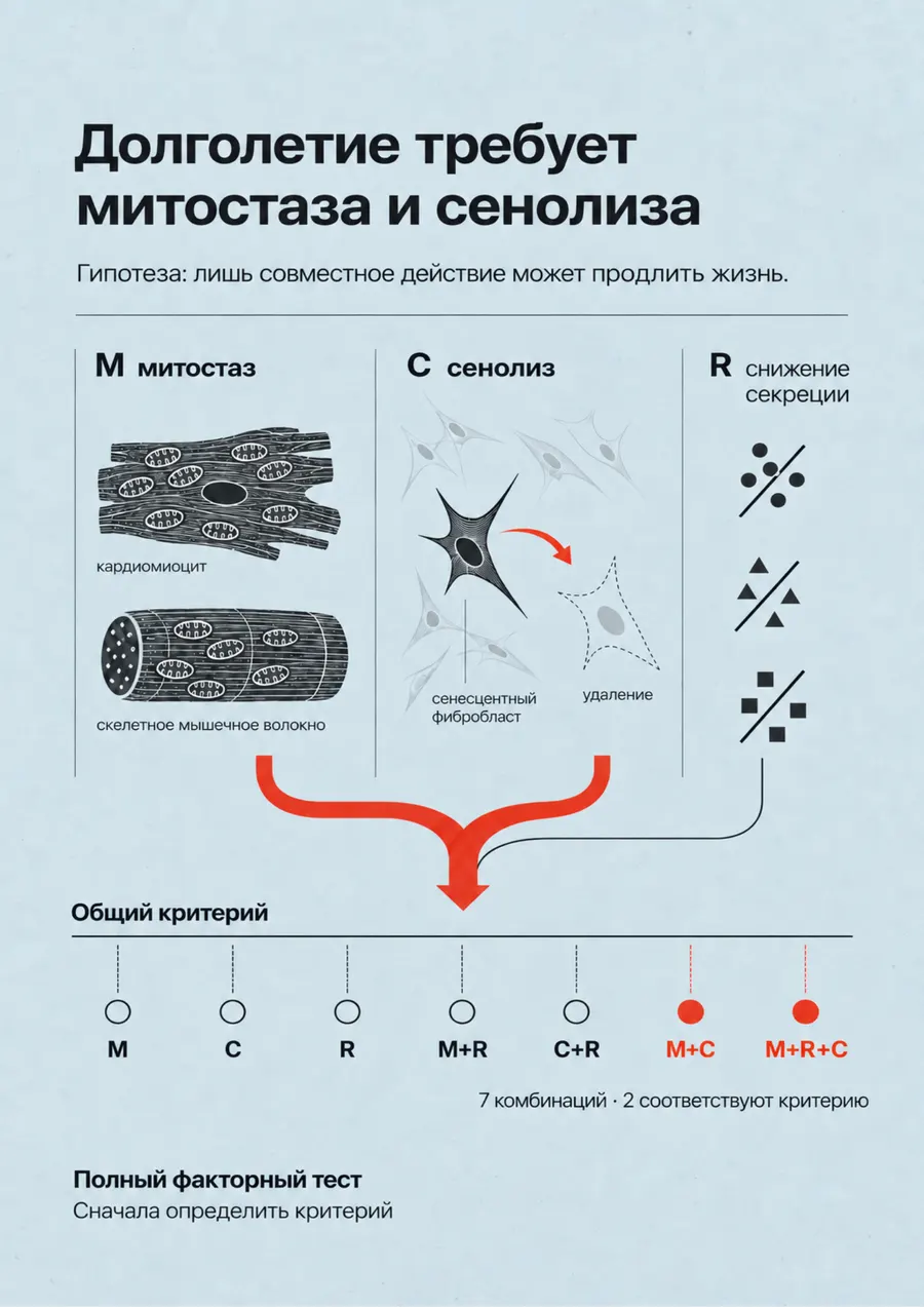 Постер: Долголетие требует митостаза и сенолиза