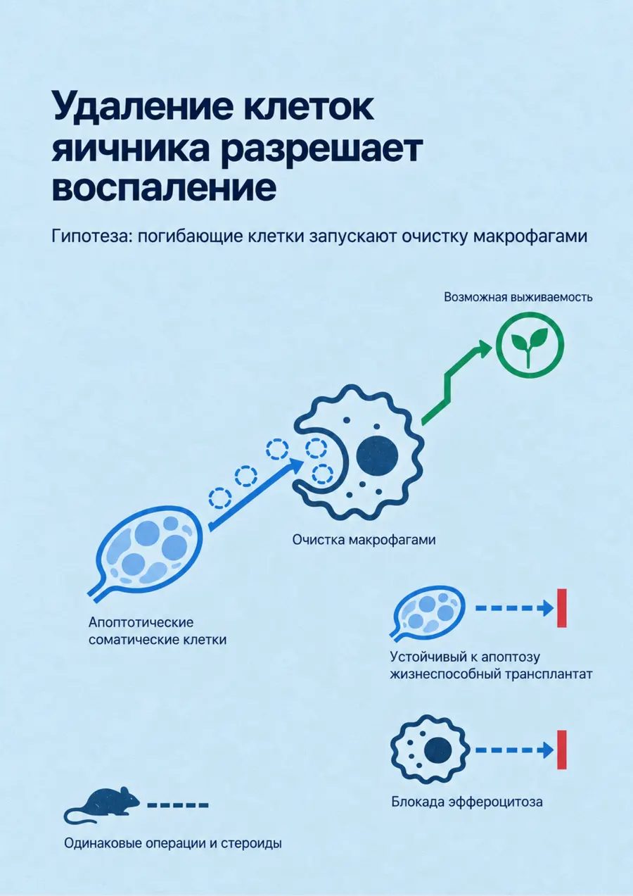 Постер: Удаление клеток яичника разрешает воспаление