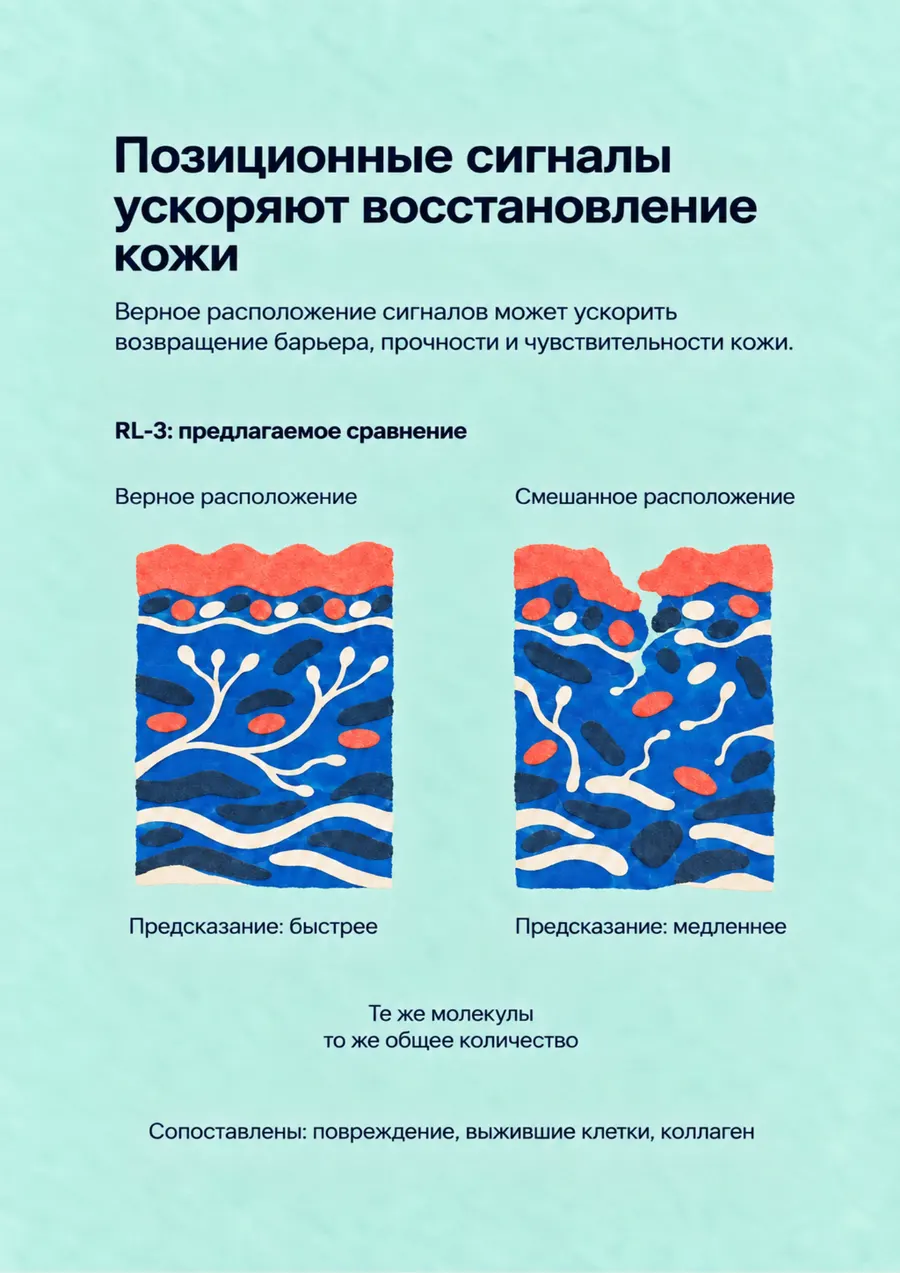 Постер: Позиционные сигналы ускоряют восстановление кожи