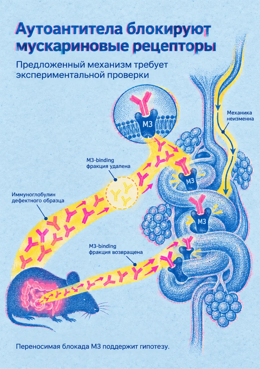 Постер: Аутоантитела блокируют мускариновые рецепторы