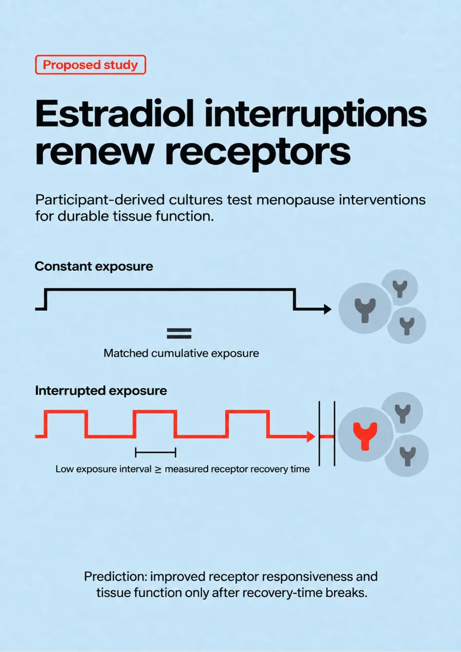 Poster: Estradiol interruptions renew receptors