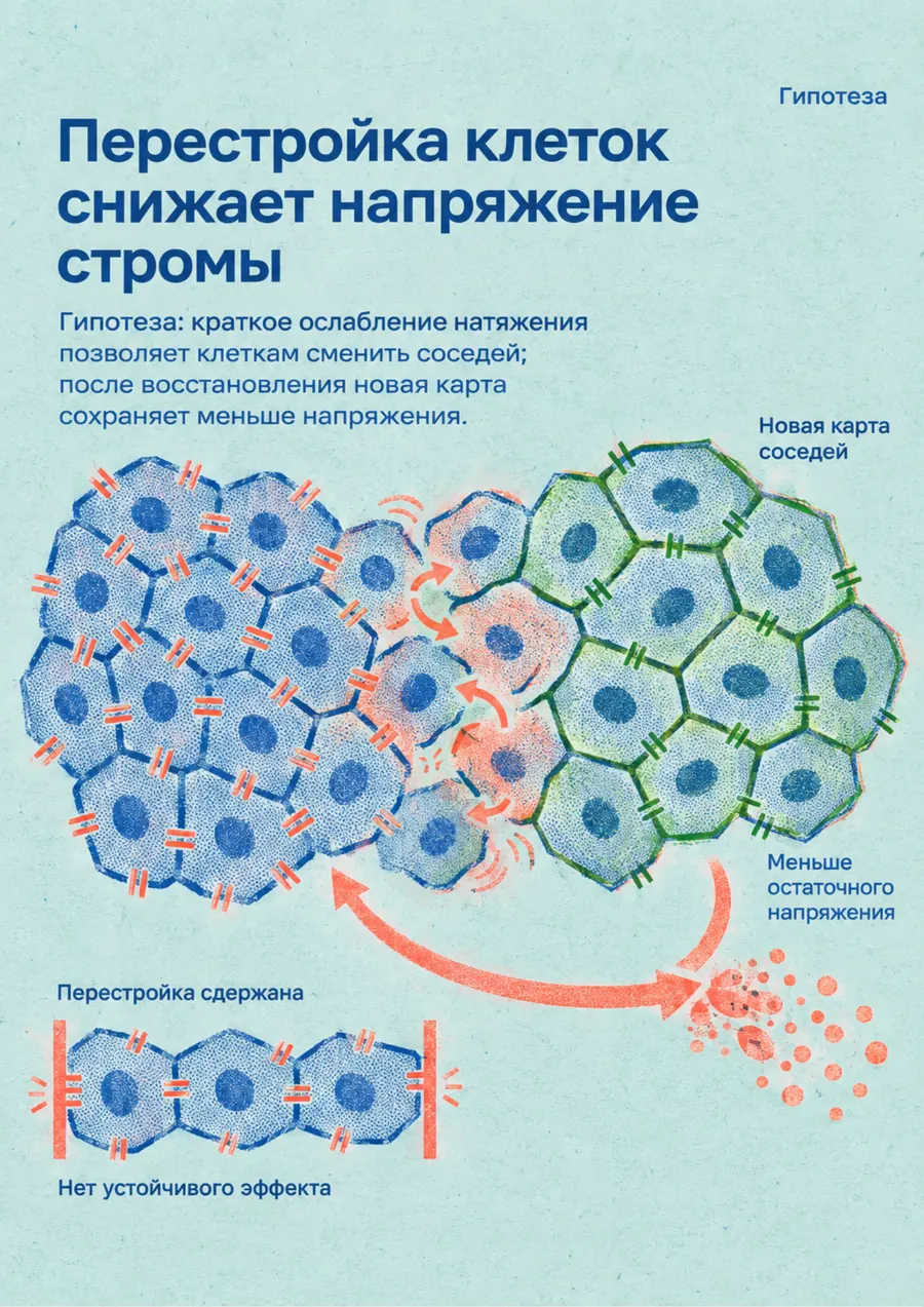 Постер: Перестройка клеток снижает напряжение стромы
