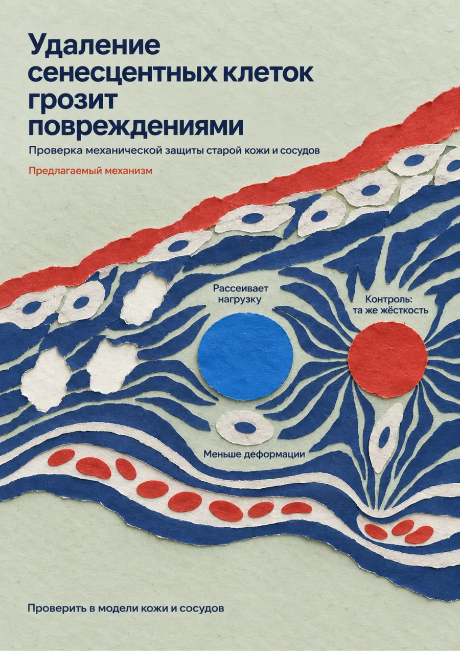 Постер: Удаление сенесцентных клеток грозит повреждениями