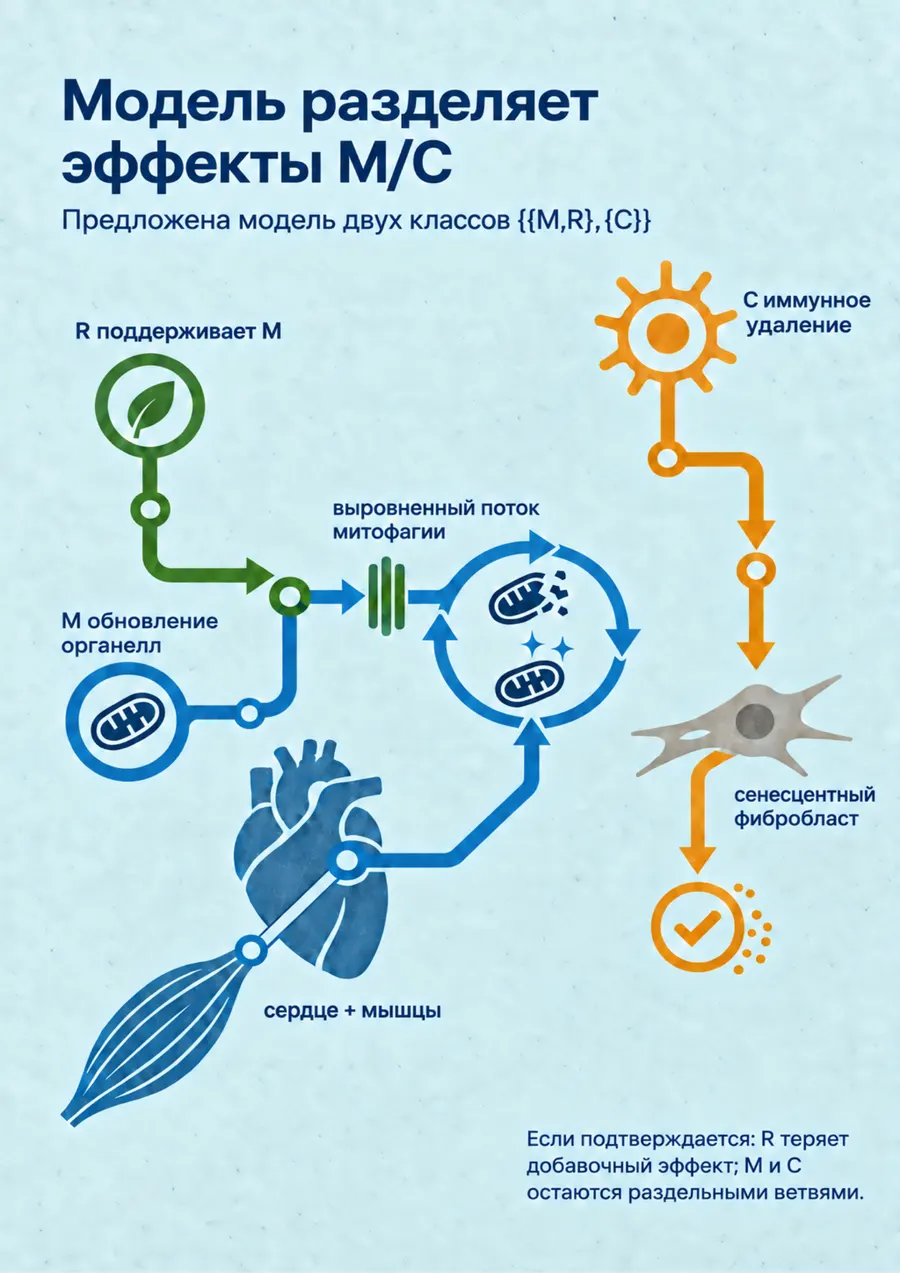 Постер: Модель разделяет эффекты M/C