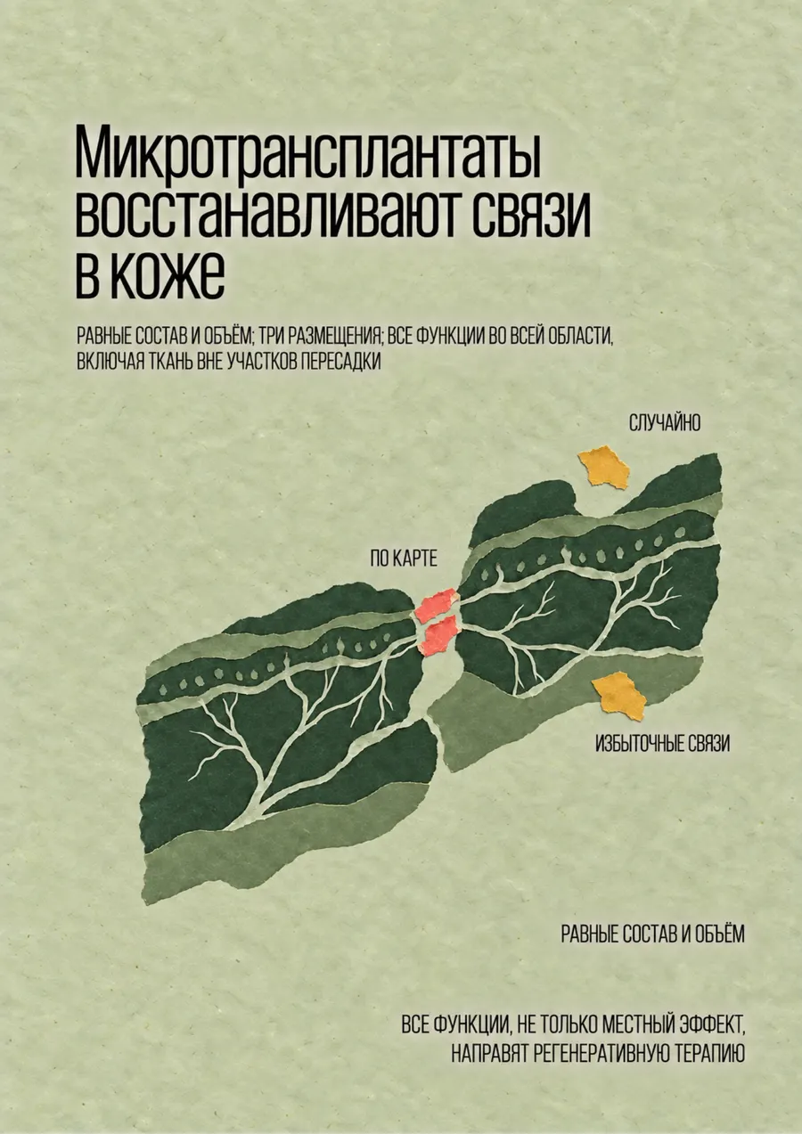 Постер: Микротрансплантаты восстанавливают связи в коже