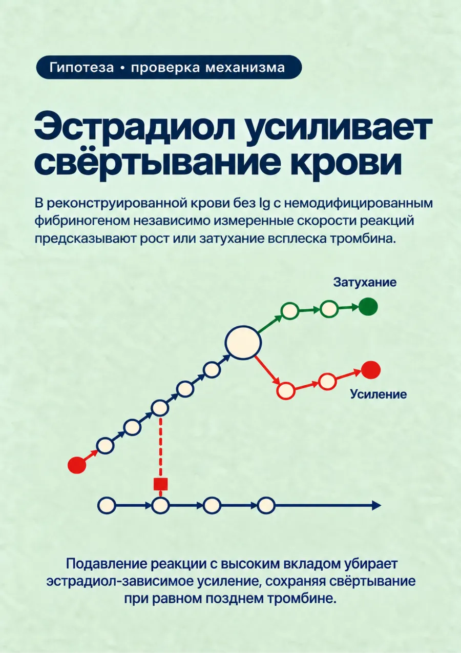 Постер: Эстрадиол усиливает свёртывание крови